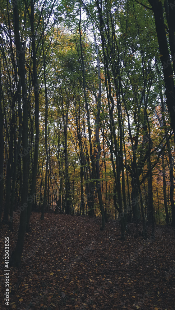 Fototapeta premium a cloudy day in the magical forest during autumn season with fog and colorful leaves