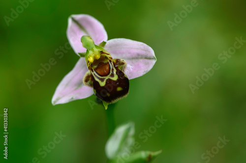 Orchidée abeille