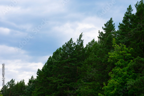 Coniferous forest before rain, stormy clouds, bad weather nature © Sunny_Smile
