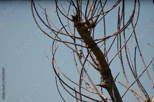 Dry tree with small bird