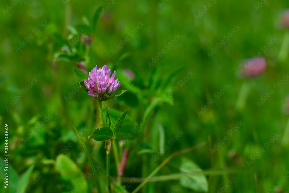 Clover flower with green leaves with bokeh effect background. Medical herbs is growing on the field, silage for feeding Clover flower with green leaves with bokeh effect background. Medical herbs is growing on the field, silage for feeding