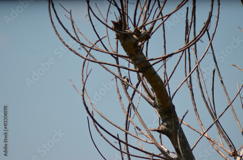 Dry tree with small bird