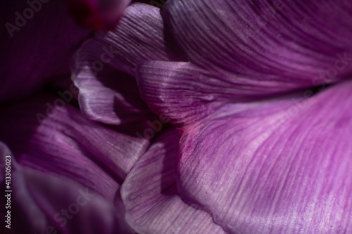 Fototapeta Naklejka Na Ścianę i Meble -  Macro photo of violet tulip flower petals. Floral background