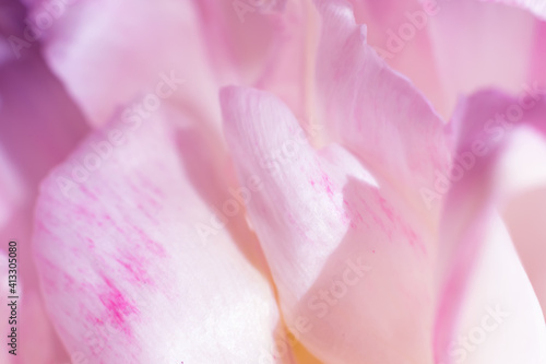 Soft blurred botanical background. Lots of delicate pink tulip flower petals