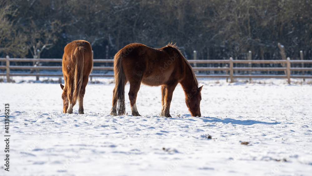 2 horses at a farm in winter time with a lot of snow around 2 horses at a farm in winter time with a lot of snow around