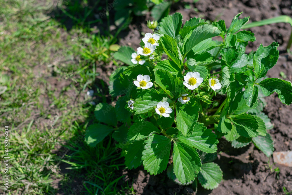 Blooming strawberry bush on gardenbed in the garden.Harvesting berries Blooming strawberry bush on gardenbed in the garden.Harvesting berries