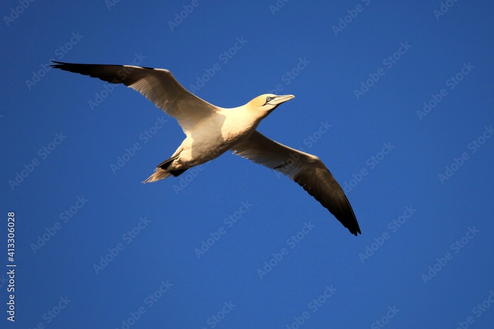Fototapeta premium gannet flying in the sky