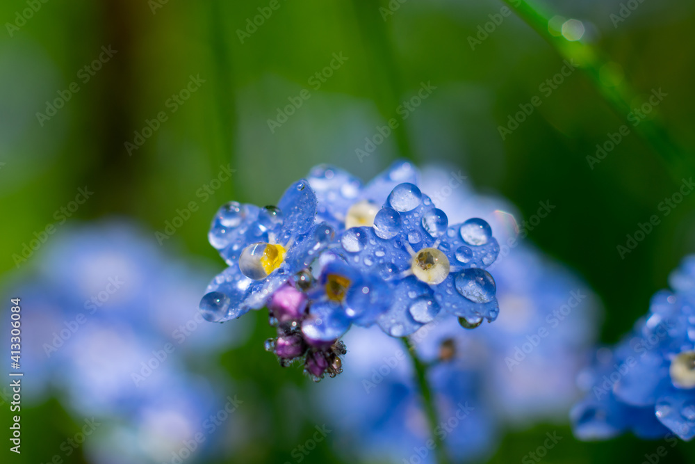 Macro floral background.Wild forest wet blue flowers of forget-me-not with tiny water drops after rain on delicate petals Macro floral background.Wild forest wet blue flowers of forget-me-not with tiny water drops after rain on delicate petals