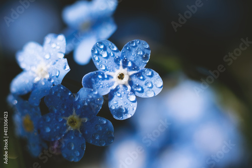 Macro photo of Myosotis sylvatica also called as forget-me-not. Group of wet tiny blue on bright summer sun.