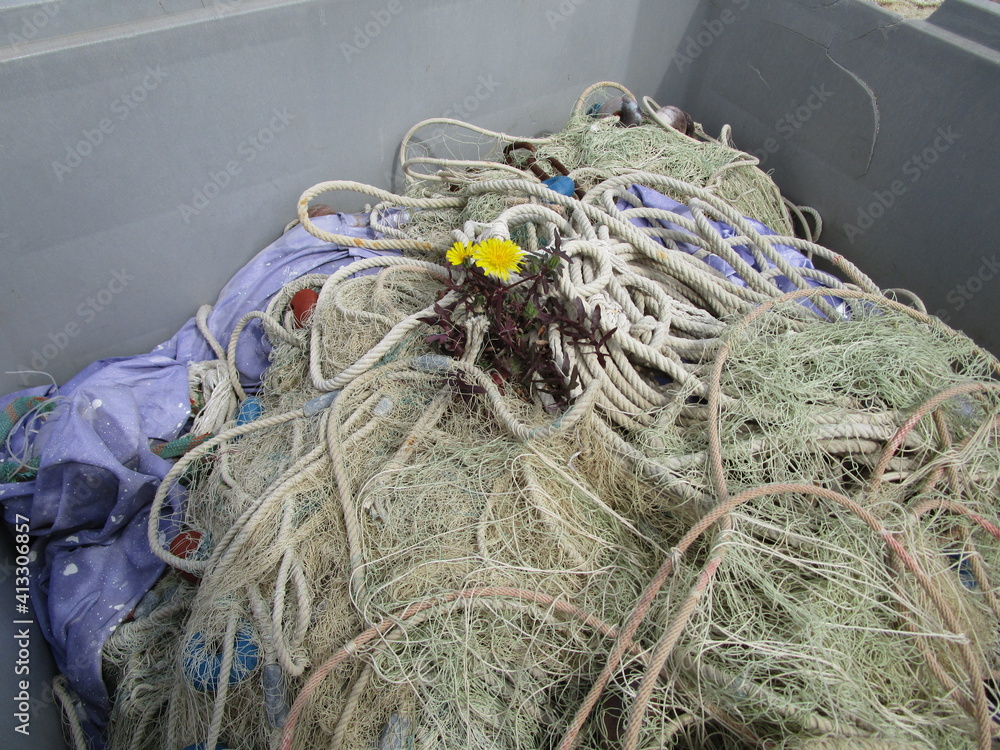 Diente de león creciendo encima de viejas cuerdas y redes de pesca desechadas Diente de león creciendo encima de viejas cuerdas y redes de pesca desechadas