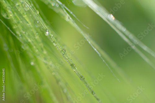 Botanical macro backdrop in green colors. Delicate long grass with tiny water dew drops on green blurred background with bokeh effect