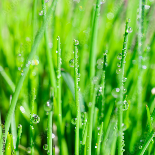 Square format extremely close up view of shiny water drops with reflections on vivid long and thin green grass leaves. Botanical layout for text