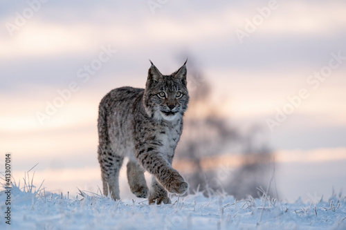 Photography Eurasian wild cat in wild nature habitat, Czech, Europe