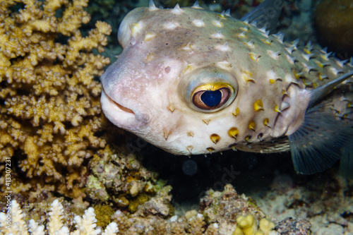 Puffer fish portrait on a coral reef.