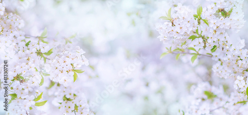 Spring background, panorama, banner - flowers of apple tree on the background of a blooming garden, closeup with space for text © Марина Шавловская
