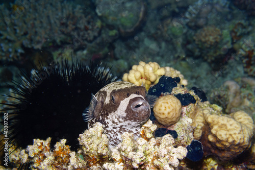 Puffer fish and sea urchin on a coral reef.