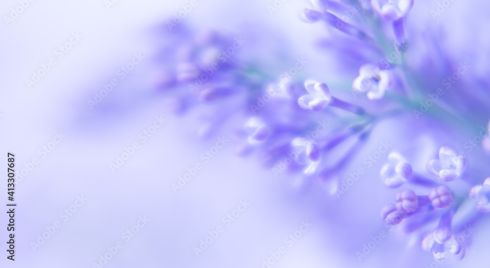 Beautiful background with lilac flowers. Close-up of lilac flowers . Space for text Beautiful background with lilac flowers. Close-up of lilac flowers . Space for text