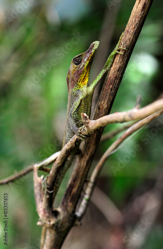 Leaf-nosed lizard, Rhinoceros Agama // Tennenti-Hornagame, Blattnasenagame (Ceratophora tennentii) - Knuckles Mountain Range, Sri Lanka