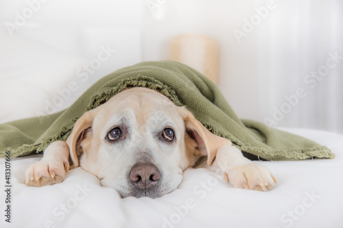Schilderij op canvas Perro adorable encima de la cama con una manta de color verde