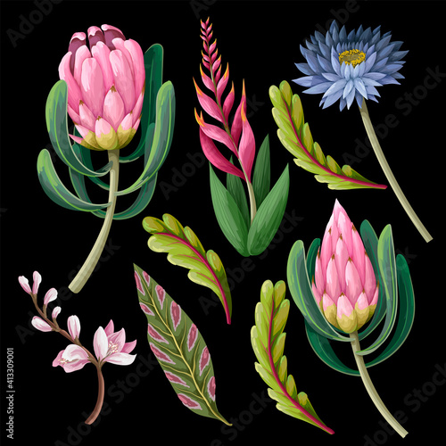 Protea and tropical flowers isolated. Trendy floral vector print.