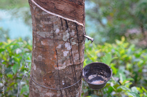 Collecting rubber milk using a rubber tree