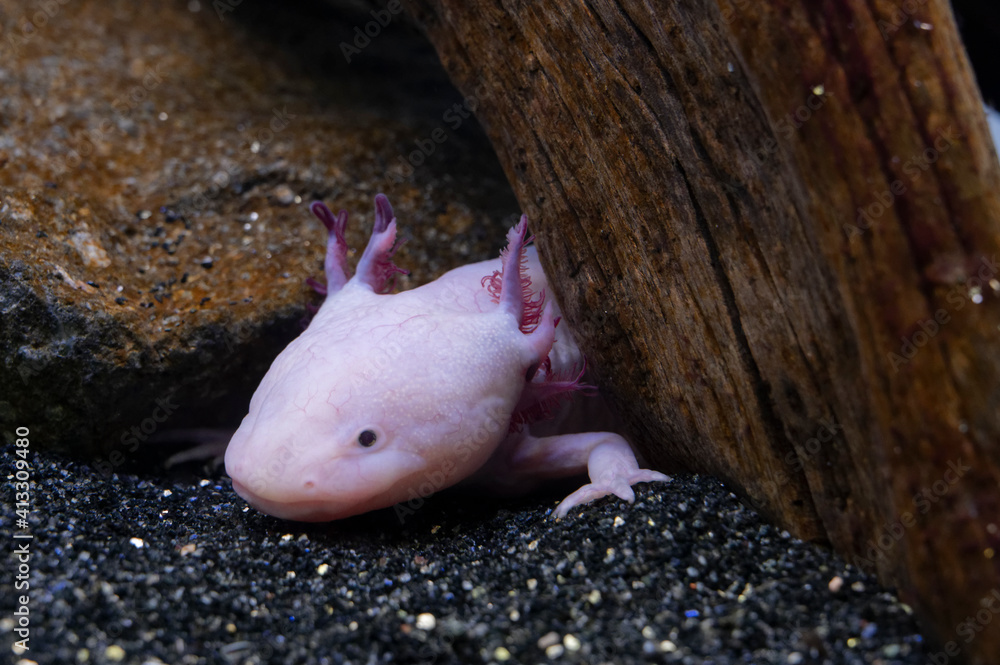 Axolotl