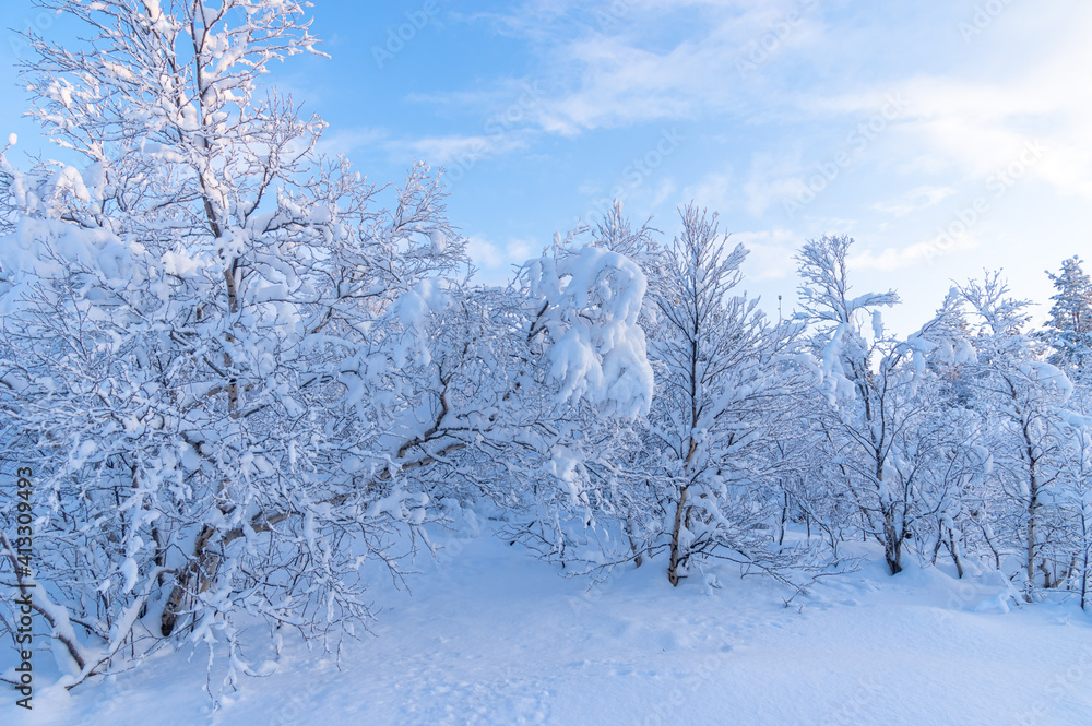 Snowy winter, frost and white snow. Trees, pines and birches are covered with snow caps. Cold, blue, northern sky.
Snowy winter, frost and white snow. Trees, pines and birches are covered with snow caps. Cold, blue, northern sky.