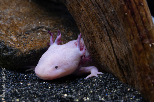 Obraz na płótnie Axolotl w salonie