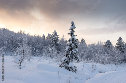 Snowy winter, frost and white snow. Trees, pines and birches are covered with snow caps. Cold, blue, northern sky. 
