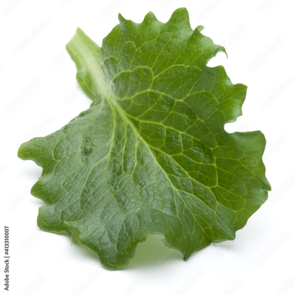 Close up studio shot of fresh green endive salad leaf isolated on white background. Close up studio shot of fresh green endive salad leaf isolated on white background.