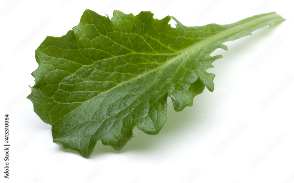 Close up studio shot of fresh green endive salad leaf isolated on white background. Close up studio shot of fresh green endive salad leaf isolated on white background.