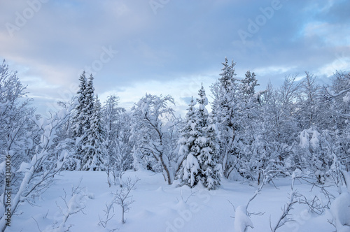 Snowy winter, frost and white snow. Trees, pines and birches are covered with snow caps. Cold, blue, northern sky.
