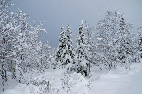 Wallpaper Mural Snowy winter, frost and white snow. Trees, pines and birches are covered with snow caps. Cold, blue, northern sky.
 Torontodigital.ca