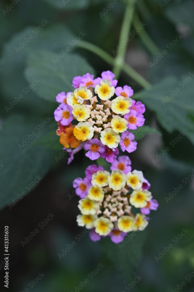 Fleurs tropicales