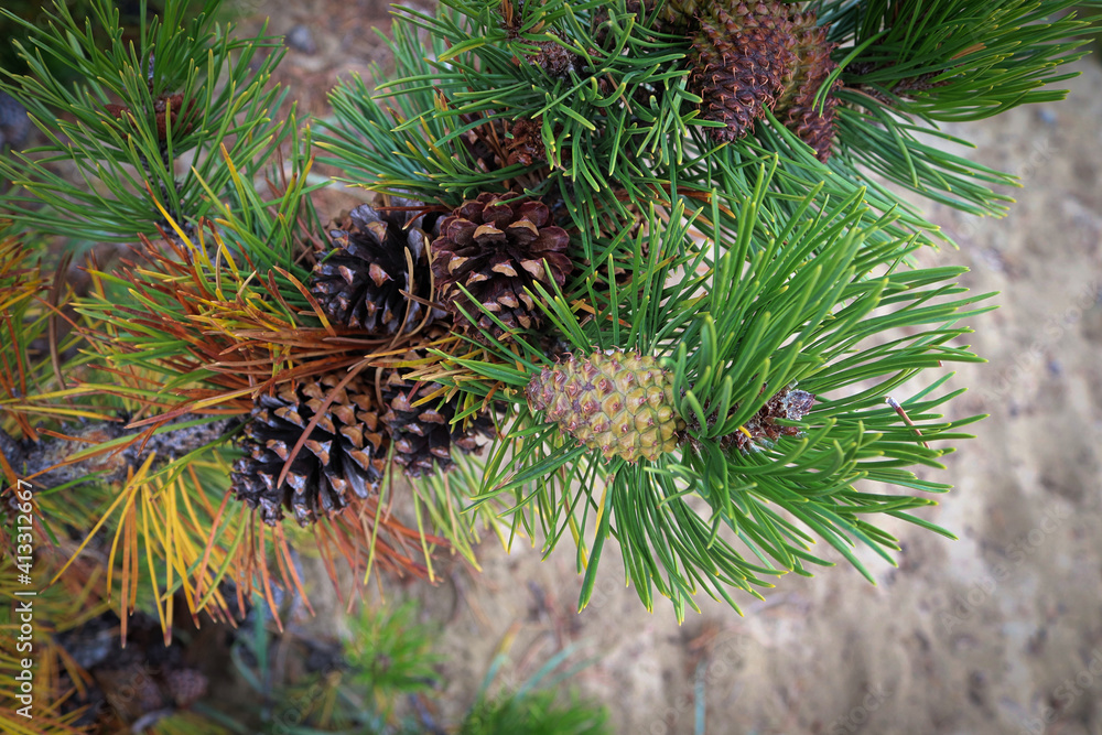Fototapeta premium Closeup of pine cones on branches with orange needles