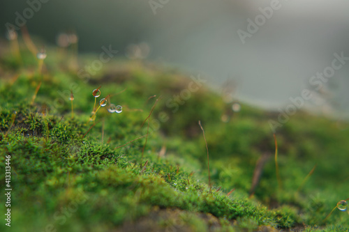 moss in water droplets after rain. selective focus © sun_house_ann