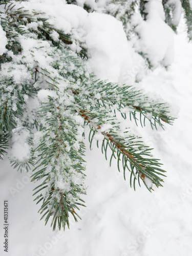 Close up of fir tree branch covered with snow in winter forest. Real winter and Christmas background © Iryna Budanova