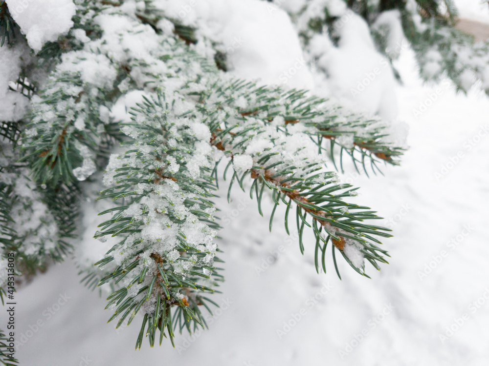 Close up of fir tree branch covered with snow in winter forest. Real winter and Christmas background