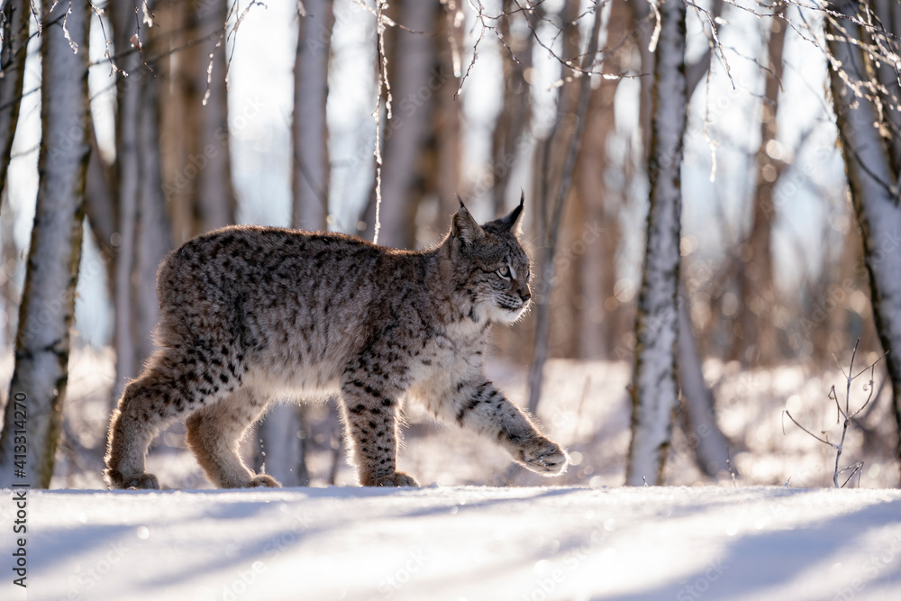 Fototapeta premium Eurasian wild cat in wild nature habitat, Czech, Europe. Lynx lynx.