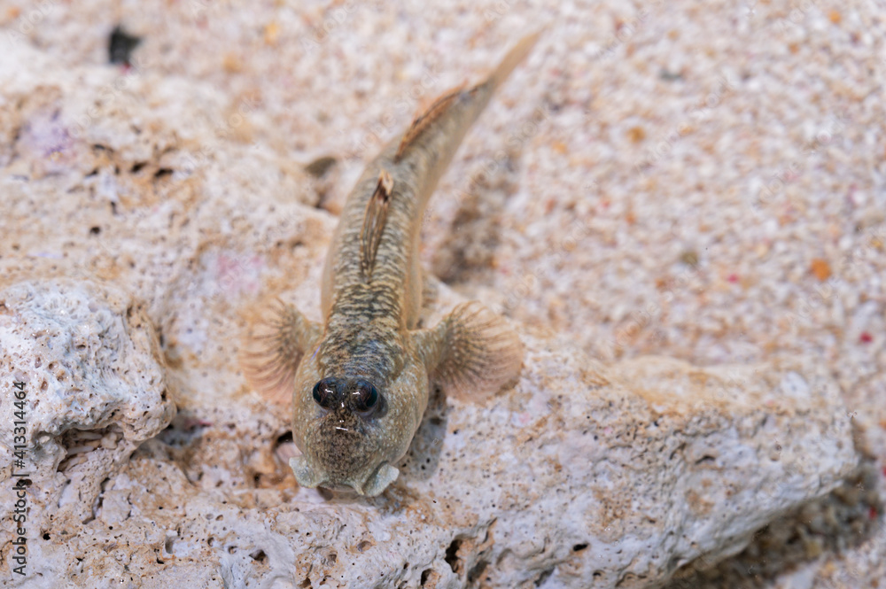 Periophthalmus, gobie marcheur