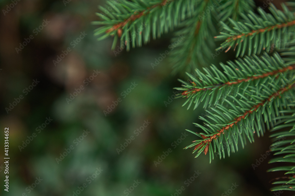spruce branch close-up on blurry background of spruce