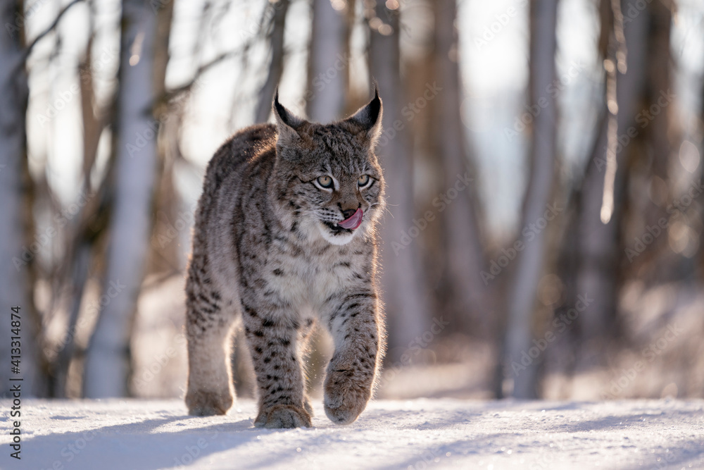 Eurasian wild cat in wild nature habitat, Czech, Europe. Lynx lynx. Eurasian wild cat in wild nature habitat, Czech, Europe. Lynx lynx.