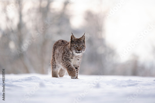Eurasian wild cat in wild nature habitat  Czech  Europe. Lynx lynx.