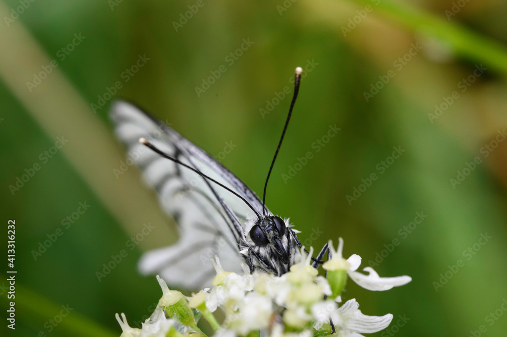 Papillon