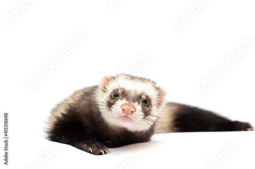 young polecat isolated over white background