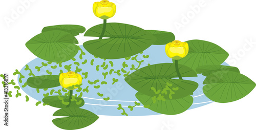 Yellow water-lily plants with green leaves and yellow flowers in blue pond