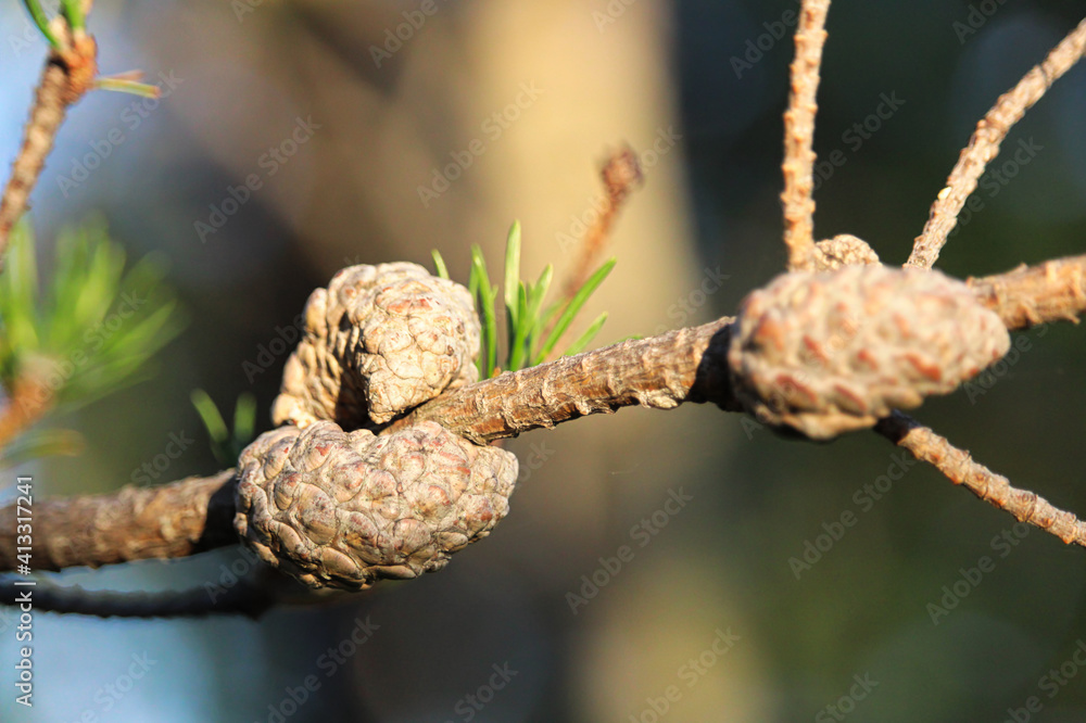 A bare pine branch with closed brown cones A bare pine branch with closed brown cones
