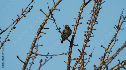 starling bird in a tree enjoying some sun and a blue sky 