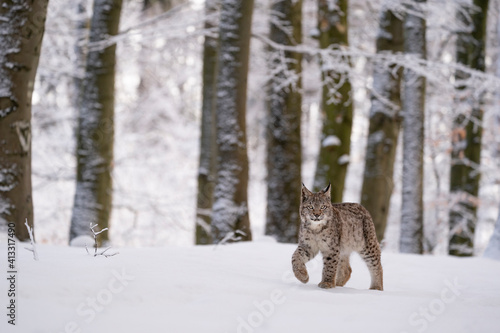 Photography Eurasian wild cat in wild nature habitat, Czech, Europe