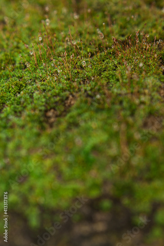 moss in water droplets after rain. selective focus